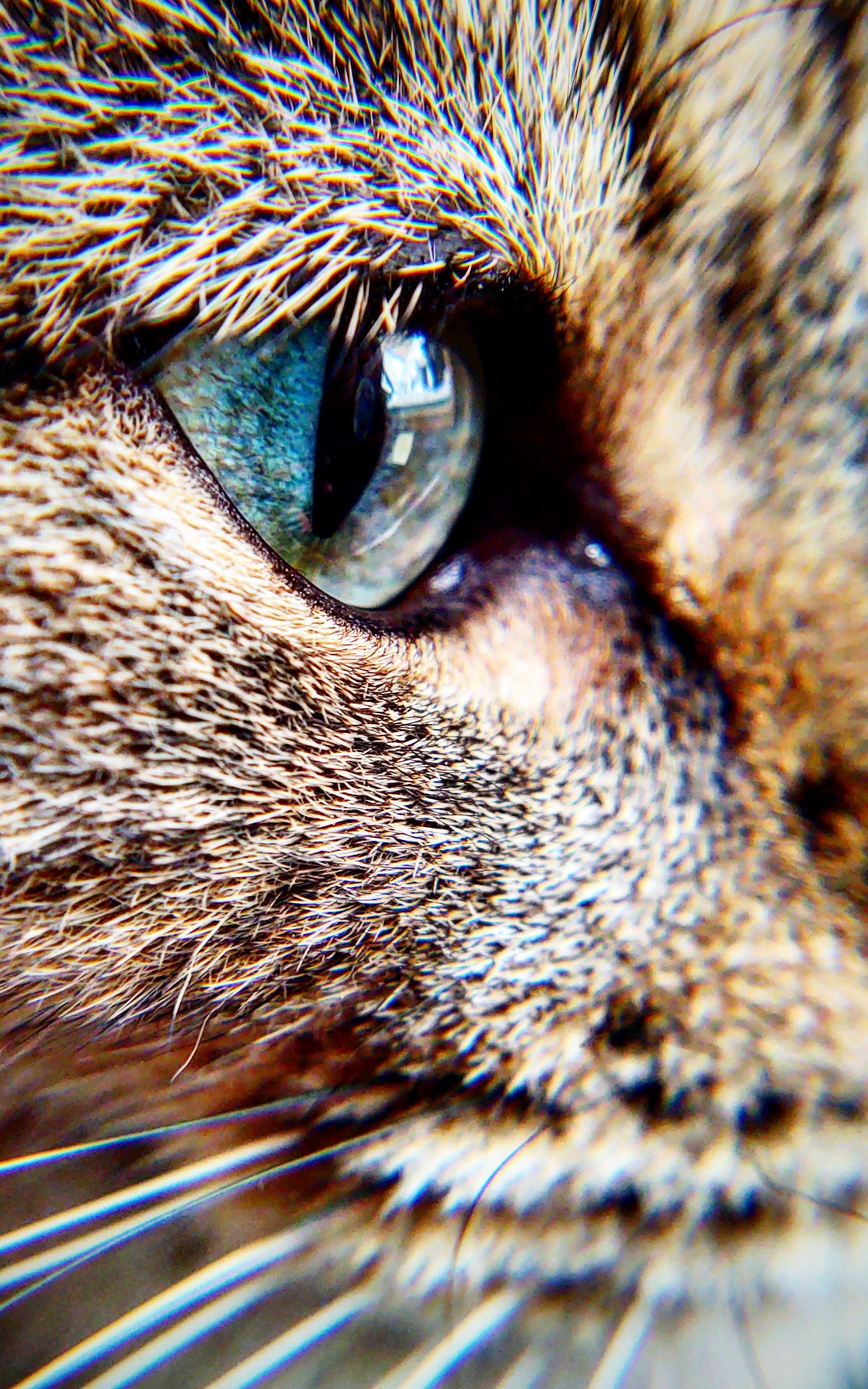 February 2021 gallery, close up of a cats eye.