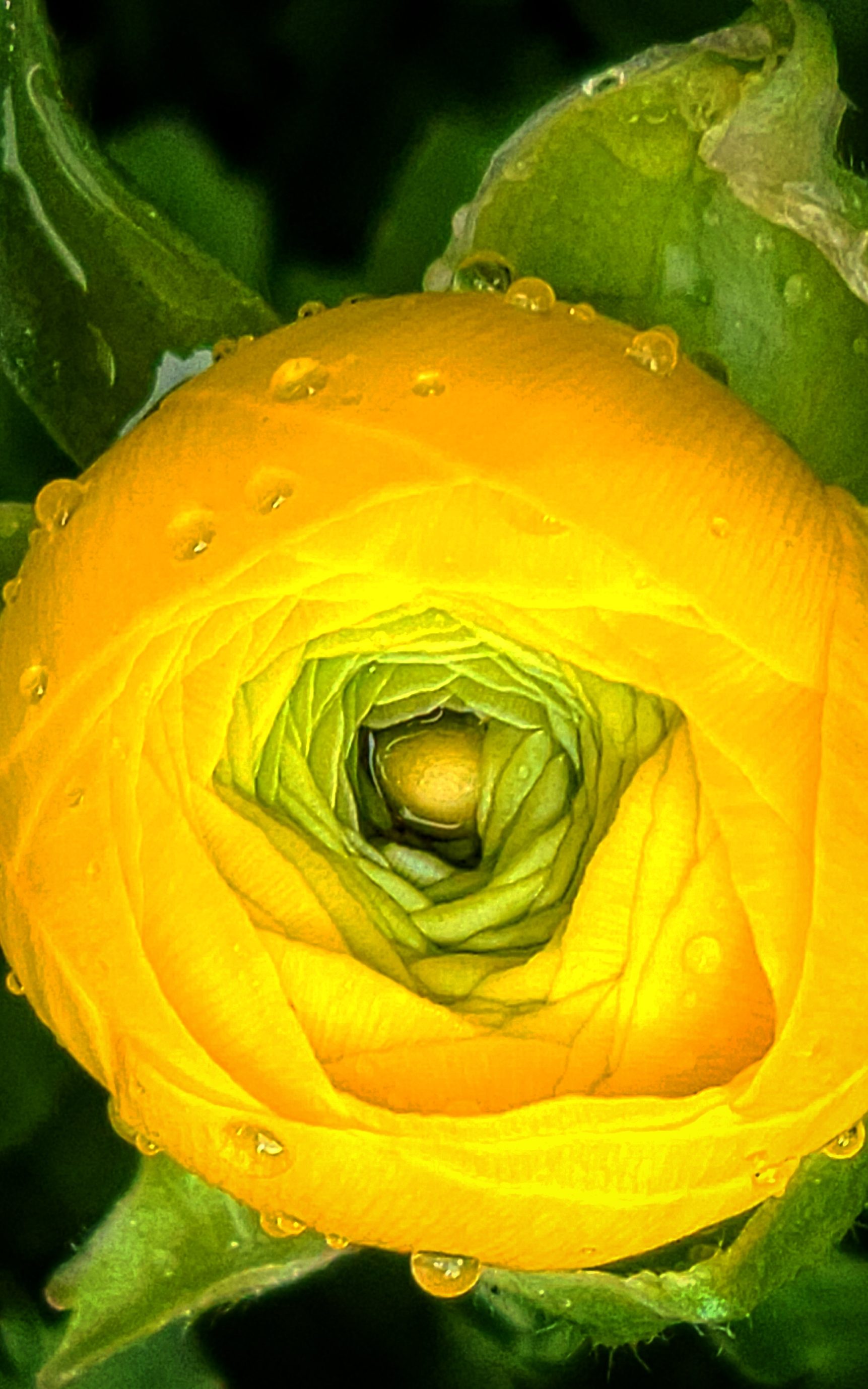 March 2021 gallery, close up of a yellow flower bud covered in raindrops.