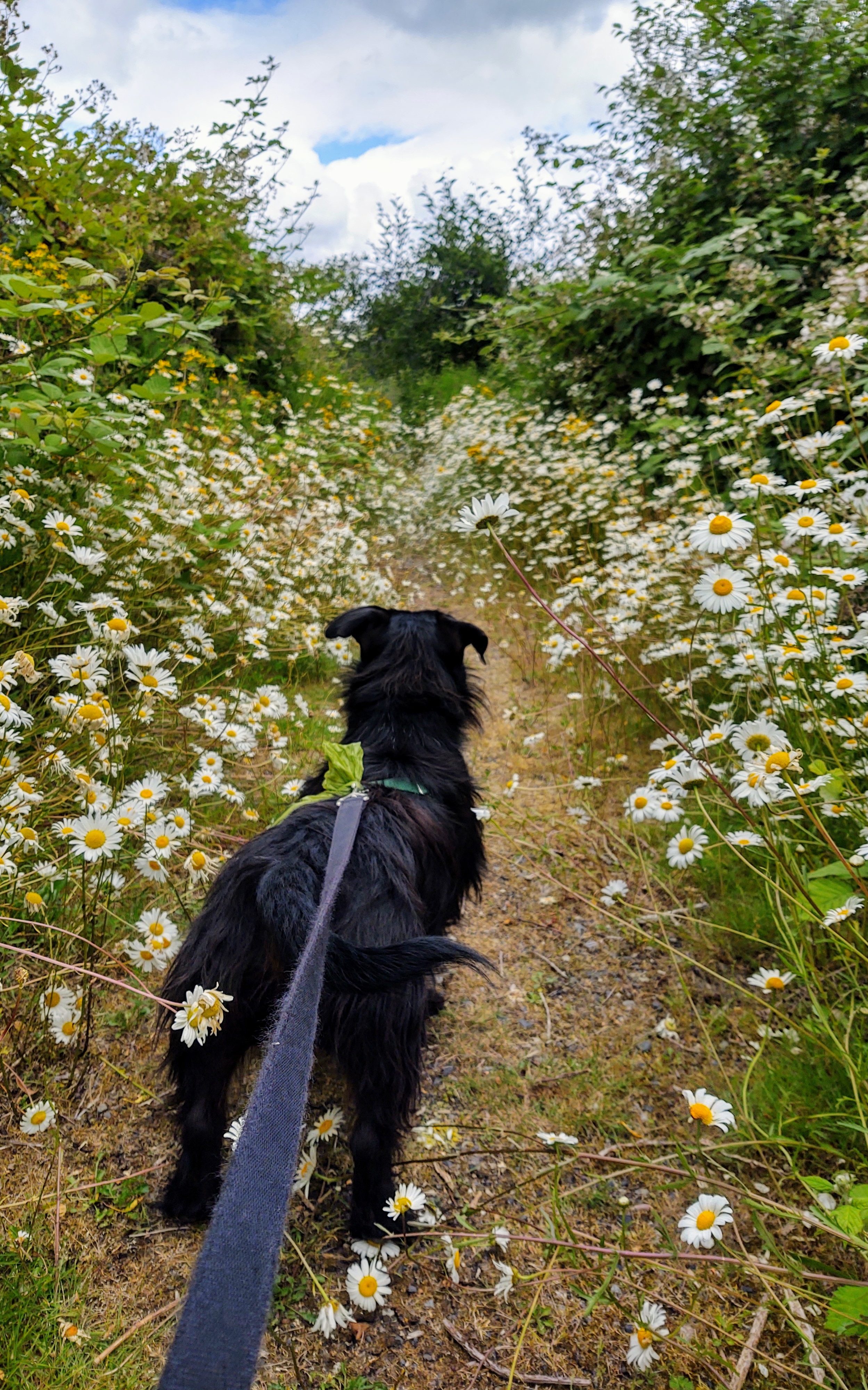 A dog on a leash looking down a path surrounded by daisies.