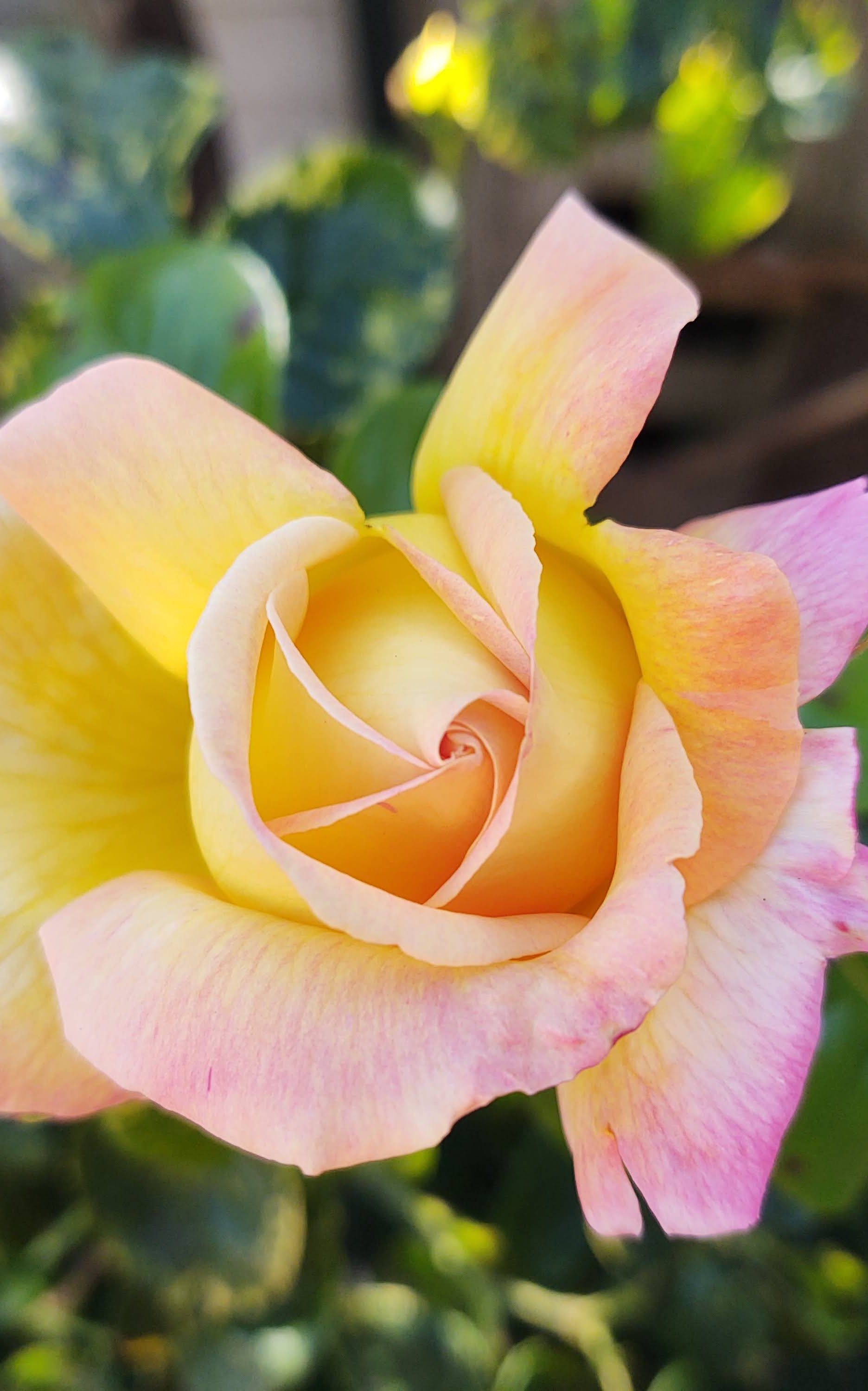 July 2020 gallery, a close up of a peach rose with a spiral design.