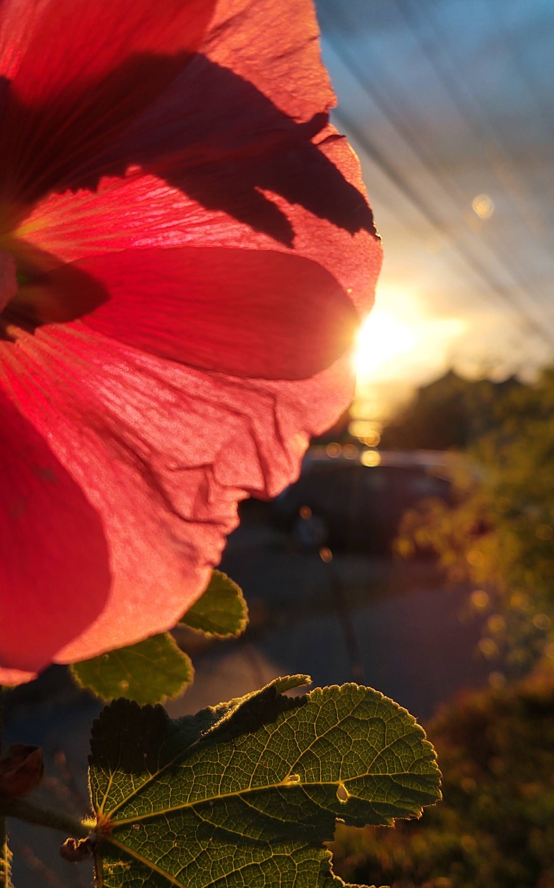August 2020 gallery, sunset behind a bright red flower in the foreground.