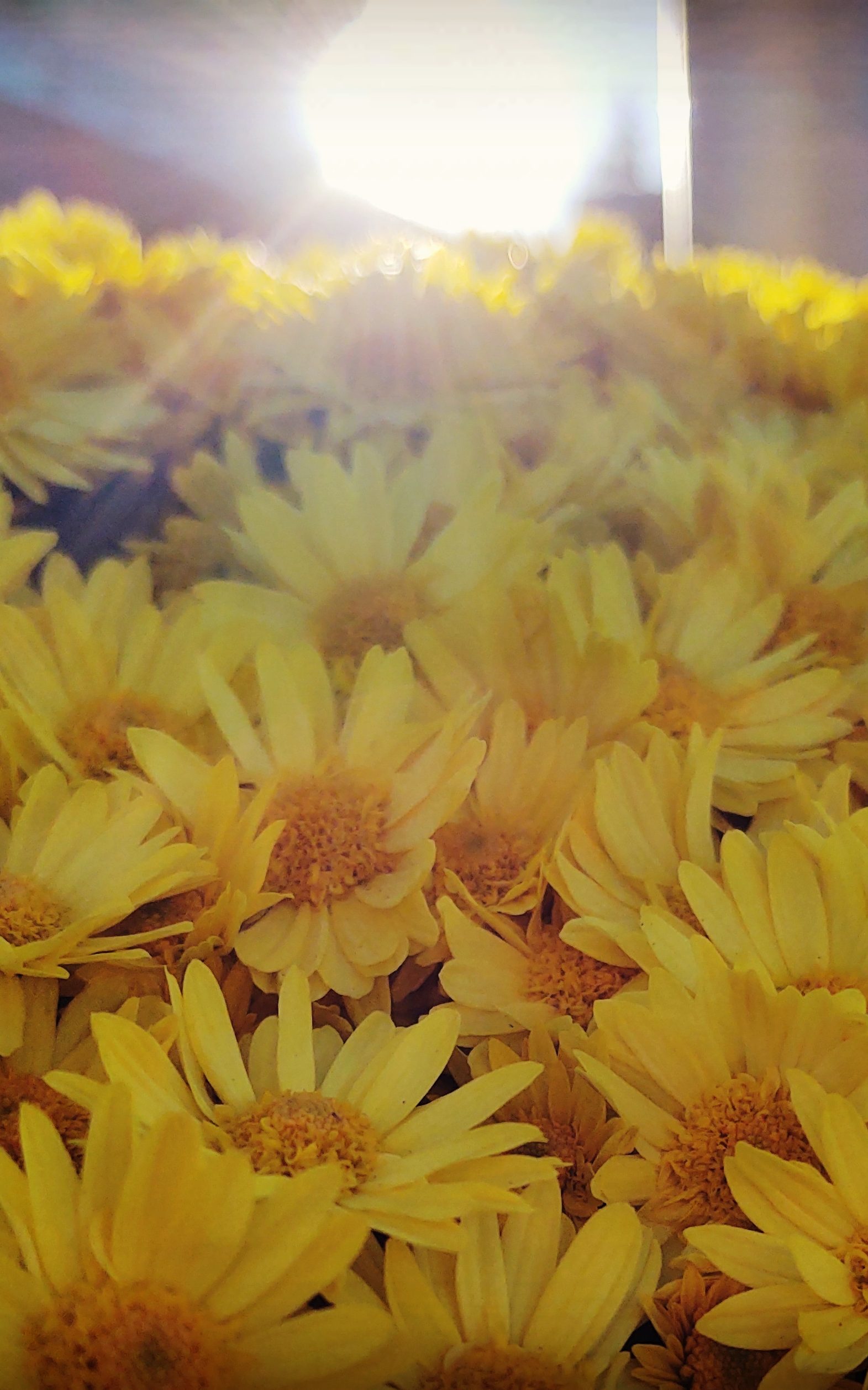 September 2020 gallery, a bushel of yellow daisies with a sunbeam shining behind.