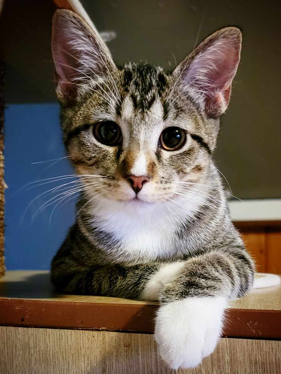 The Wonderful World of Cats – August 15,&nbsp;2021